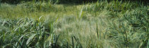 Panorama Print - Gras auf einem Sumpfgebiet, England von Panoramic Images