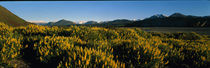 Wild Flowers New Zealand by Panoramic Images