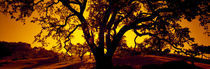 Silhouette of Coast Live Oak trees (Quercus agrifolia), California, USA von Panoramic Images