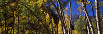 Aspen, Pitkin County, Colorado, USA by Panoramic Images