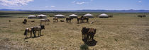 Group of horses and yurts in a field, Independent Mongolia by Panoramic Images