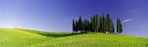 Trees on a landscape, Val D'Orcia, Siena Province, Tuscany, Italy von Panoramic Images