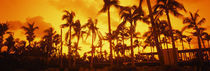 Palm trees on the beach, The Setai Hotel, South Beach, Miami Beach, Florida, USA by Panoramic Images