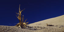 Bare tree on a landscape, USA by Panoramic Images