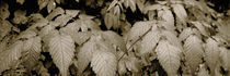 Close-up of leaves, Oswald West State Park, Oregon, USA von Panoramic Images