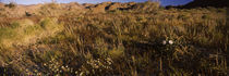 Grass in a field, Anza Borrego Desert State Park, California, USA by Panoramic Images