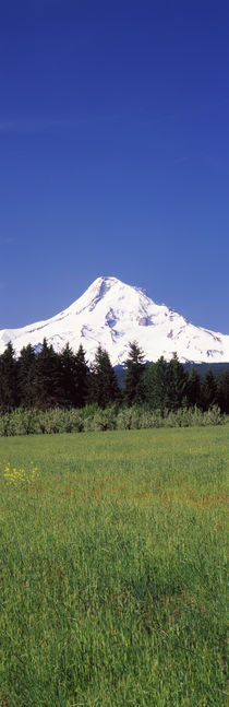 Field with a snowcapped mountain in the background, Mt Hood, Oregon, USA von Panoramic Images