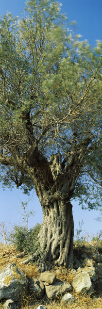 Olive tree in a field, Aegina, Saronic Gulf Islands, Attica, Greece by Panoramic Images