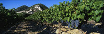 Cote Du Rhone Vineyard, Provence, France by Panoramic Images