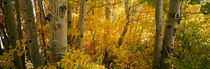 Aspen trees in a forest, Californian Sierra Nevada, California, USA von Panoramic Images