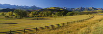 Panorama Print - Bäume auf einem, Feld, Colorado, USA von Panoramic Images