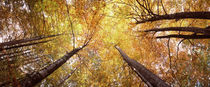 Low angle view of trees, Bavaria, Germany by Panoramic Images