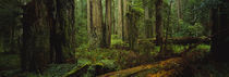 Trees in a forest, Hoh Rainforest, Olympic National Park, Washington State, USA by Panoramic Images