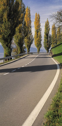 Switzerland, Lake Zug, View of Populus Trees lining a road by Panoramic Images