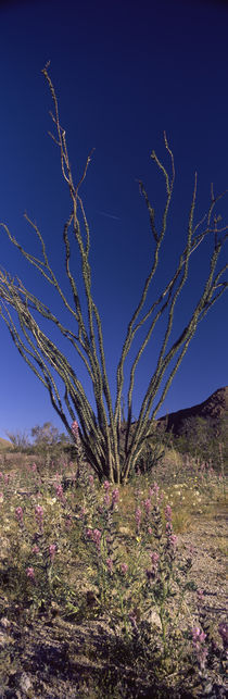 Wildflowers in a field, Anza Borrego Desert State Park, California, USA by Panoramic Images