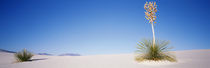 Plants in a desert, White Sands National Monument, New Mexico, USA von Panoramic Images