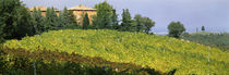 Vineyards with a building in the background, Apennines, Emilia-Romagna, Italy by Panoramic Images