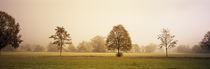 Fog covered trees in a field, Baden-Wurttemberg, Germany by Panoramic Images