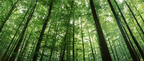 Low angle view of beech trees, Baden-Wurttemberg, Germany by Panoramic Images
