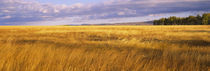 Crop in a field, Last Dollar Road, Dallas Divide, Colorado, USA von Panoramic Images