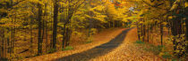 Autumn Road, Emery Park, New York State, USA by Panoramic Images