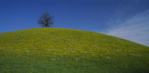 Single tree on the top of a hill with yellow wildflowers, Switzerland by Panoramic Images