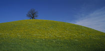 Panorama Print - Einzelner Baum auf dem Gipfel eines Hügels, Schweiz von Panoramic Images