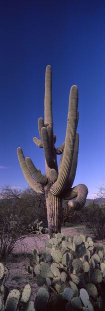 Saguaro National Park, Tucson, Arizona, USA von Panoramic Images
