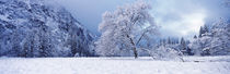 Snow covered oak tree in a valley, Yosemite National Park, California, USA von Panoramic Images