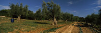 Dirt road passing through a field, Itria Valley, Puglia, Italy von Panoramic Images
