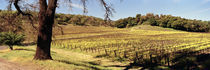 Mustard flowers in a field, Napa Valley, California, USA von Panoramic Images