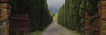 Road, Tuscany, Italy, von Panoramic Images