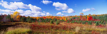 Panorama Print - Herbstlaub, New York State, USA von Panoramic Images