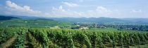 Panoramic view of vineyards, Kirchhofen, Markgraflerland, Baden, Germany by Panoramic Images