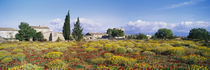 Buildings in a field, Majorca, Spain von Panoramic Images