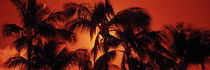 Low angle view of palm trees at dusk, Kalapaki Beach, Kauai, Hawaii, USA by Panoramic Images