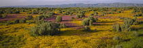  Sonoma Valley, California, USA von Panoramic Images