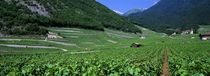 High Angle View Of A Vineyard, Valais, Switzerland von Panoramic Images