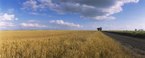 Wheat crop in a field, North Dakota, USA by Panoramic Images