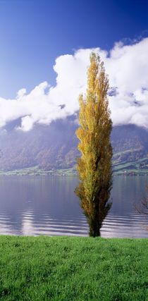 Poplar tree at the lakeside, Lake Zug, Switzerland by Panoramic Images