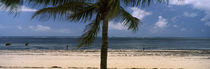 Palm tree on the beach, Malindi, Coast Province, Kenya von Panoramic Images