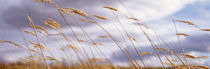 Wheat Stalks Blowing, Crops, Field, Open Space by Panoramic Images