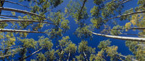 White Aspen Trees CO USA by Panoramic Images