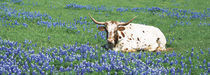 Texas Longhorn Cow Sitting On A Field, Hill County, Texas, USA by Panoramic Images