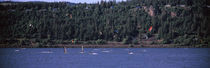 wind surfing in a river, Hood River, Oregon, USA by Panoramic Images