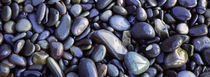 Close-up of pebbles, Sandymouth Beach, Cornwall, England von Panoramic Images