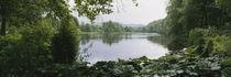 Forest along a river, Sjolangs, Sweden by Panoramic Images