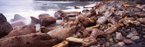 Driftwood on the beach, Oregon Coast, Oregon, USA by Panoramic Images