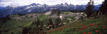 Wildflowers on mountains, Mt Rainier, Pierce County, Washington State, USA by Panoramic Images