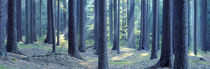 Trees in a forest, South Bohemia, Czech Republic von Panoramic Images